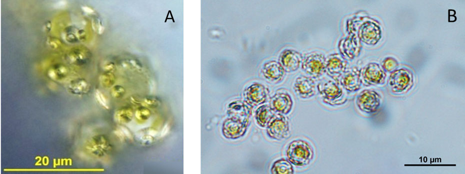 Coccolithophore Culture Laboratory – Climate Geology | ETH Zurich